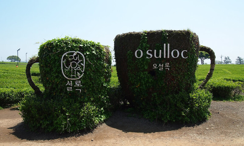 Osulloc Tea Museum jeju island korea